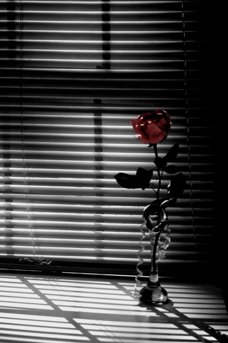 The rose she was meant to receive.
